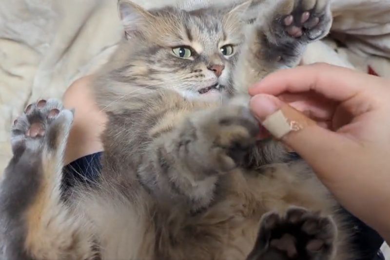 剪指甲反對運動！貓貓積極「爭取護甲權」：你來我就咬喔
