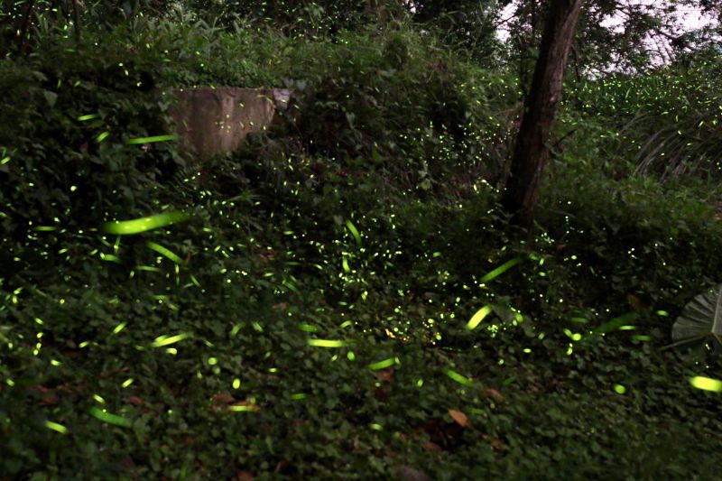 ▲大坑生態園區在夜晚看到螢螢星光穿梭林間(圖／觀旅局提供2022.4.17)