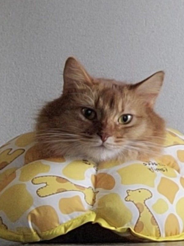 ▲Okome:本喵只是來露臉的!(圖/推特帳號chipie0826)