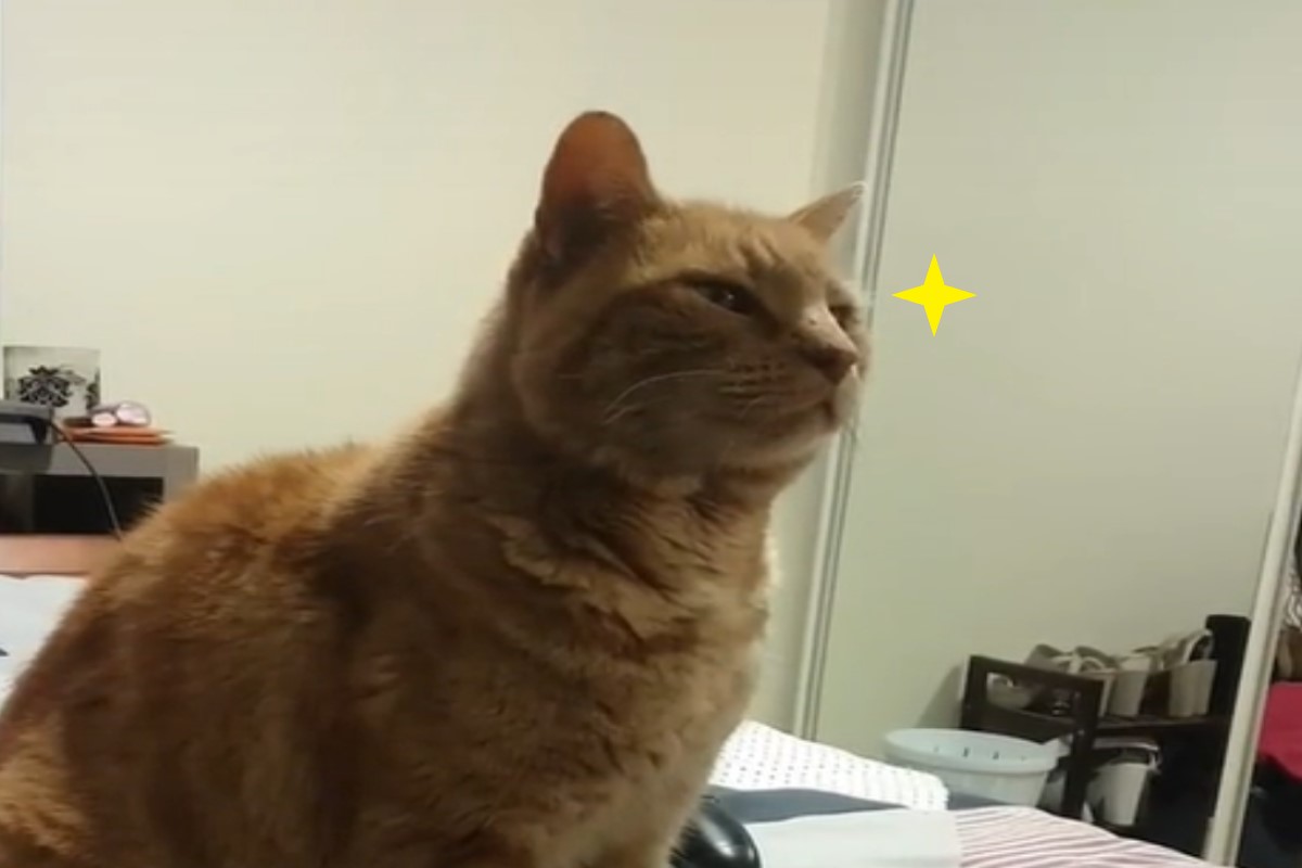 ▲澳洲一名女子第一次帶男友回家時，被自己的橘貓嚴厲審視男友。（圖／TikTok帳號lisaberry06）