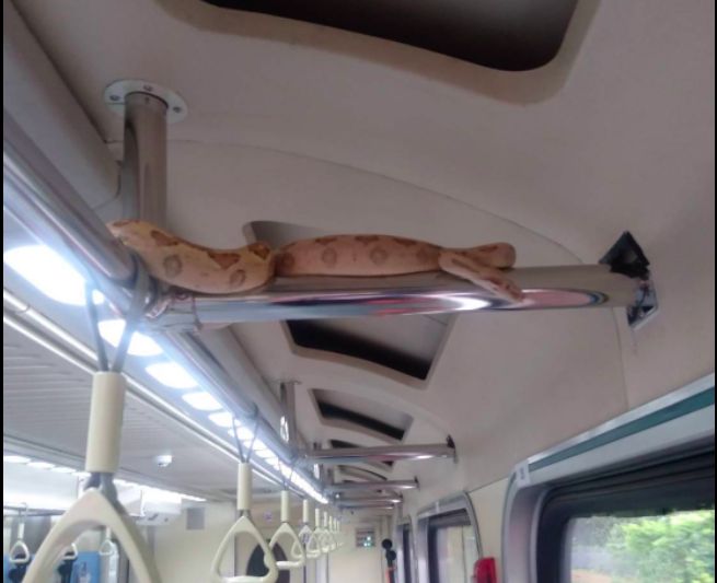 ▲嚇人！今（18）日上午驚傳自強號列車有「長約1米的蛇」入侵車廂，攀爬在車廂內。（圖／翻攝記者爆料網）