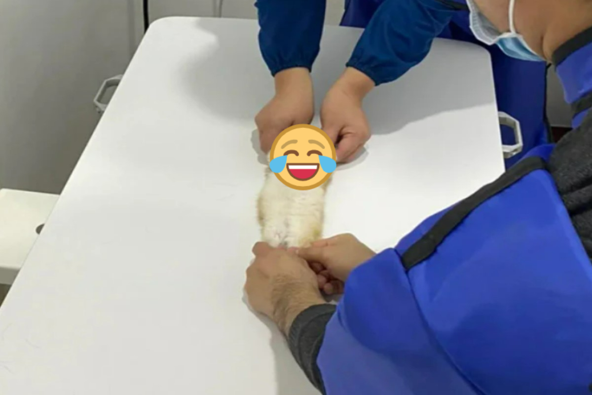 ▲國外一名幼貓被獸醫師拉長四肢拍X光片，畫面意外引起網友熱烈討論！（圖／Reddit帳號bapus00）