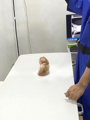 ▲國外一隻小幼貓到獸醫院做身體檢查，準備拍X光的牠一臉懵懂，不曉得接下來會發生麼事！（圖／Reddit帳號bapus00）