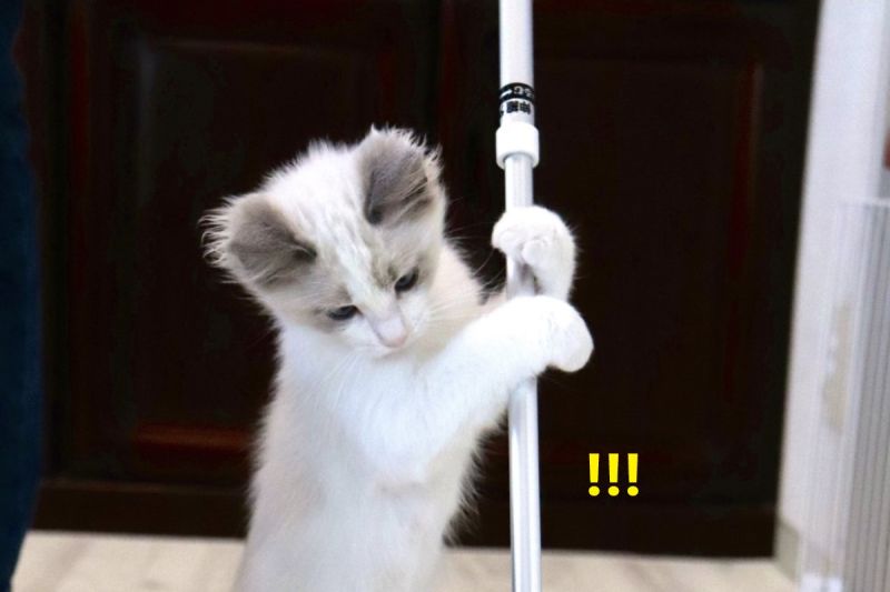 ▲日本一隻布偶貓日前化身家政貓，拿起滾輪打掃！（圖／推特帳號Ragdoll_Leo）