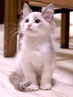 ▲「Reo（レオ）」目前4個多月大，是一隻活潑又好奇心強的布偶貓。（圖／推特帳號Ragdoll_Leo）