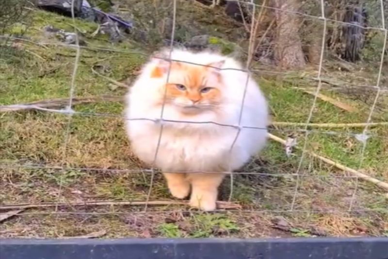 只是虛胖！長毛貓5秒輕鬆穿越鐵絲網：沒有圍欄擋得住朕
