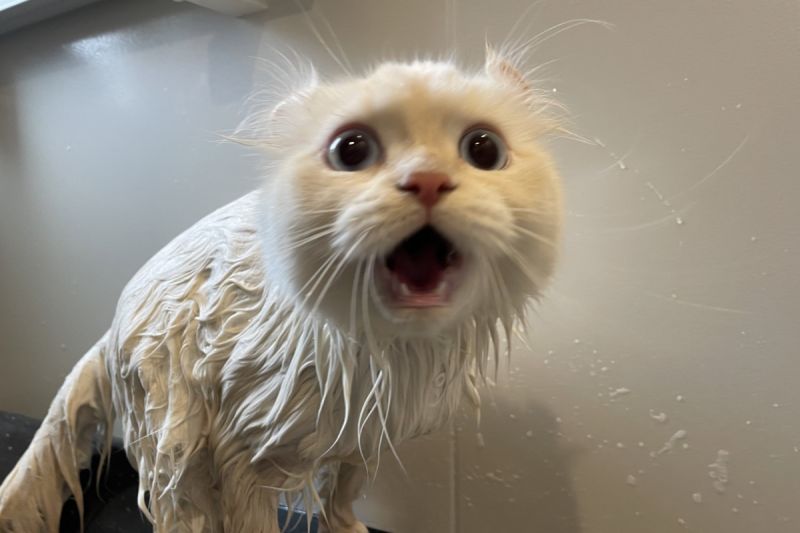 ▲貓貓因為洗澡被嚇得花容失色，主人祭1招馬上挽回喵心。（圖／Twitter：potechi_nikki）