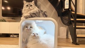 貓貓們正在使用新型吹風機。(圖/Twitter:potechi_nikki) ▲貓貓們正在使用新型吹風機。(圖/Twitter:potechi_nikki)