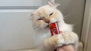 洗完澡飼主拿出肉泥後,原本哀怨的Okome立刻笑開成花。(圖/Twitter:potechi_nikki) ▲洗完澡飼主拿出肉泥後,原本哀怨的Okome立刻笑開成花。(圖/Twitter:potechi_nikki)