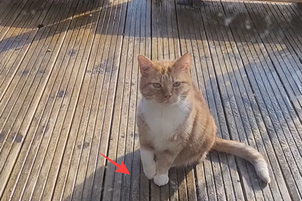 ▲橘貓跛腳走動惹心疼，飼主下秒驚覺落入大騙局：「牠根本計畫通！」（圖／Facebook：Maria Britton）