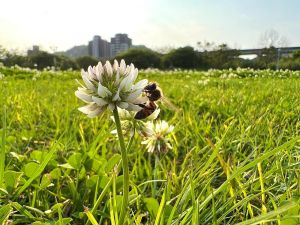 ▲iPhone 13 Pro拍攝到一隻蜜蜂正在草地上吸食白花苜蓿的花蜜，是典型生態攝影的呈現。(圖/施信鋒提供)