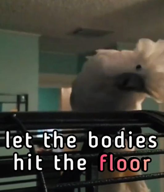 ▲鸚鵡：啊啊啊啊！！Let the bodies hit the floor！Let the bodies hit the floor！（圖／TiKTok：bodanrankovic）
