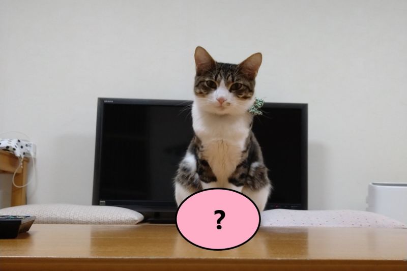 ▲日本一名飼主發現自家貓咪經常對自己「上手銬」。（圖／推特帳號wakaandyama）
