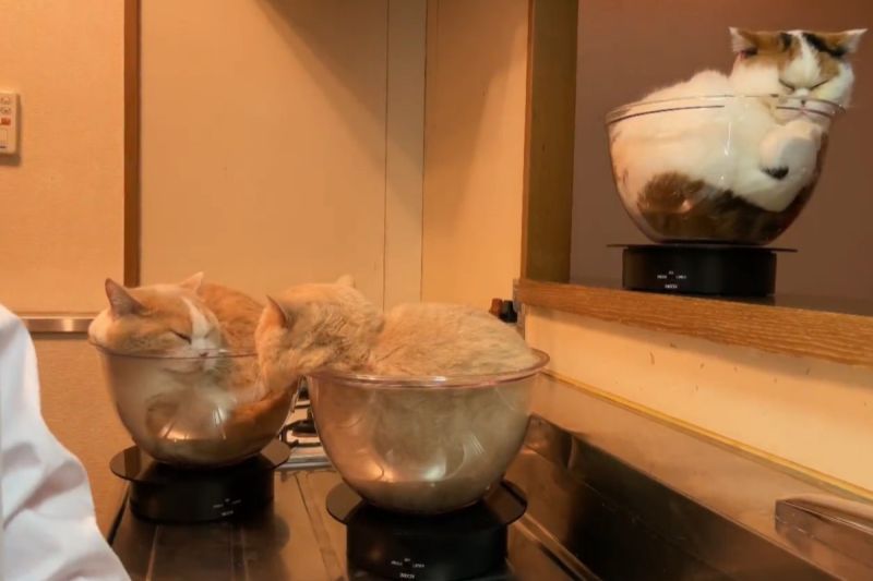 ▲日本3隻貓咪躺在透明大碗裡「自主公轉」！（圖／推特帳號jirosan77）