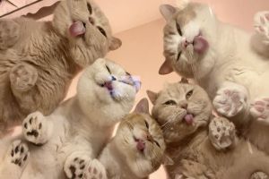 ▲飼主養了4隻可愛的貓咪，牠們經常集體行動。（圖／推特帳號jirosan77）
