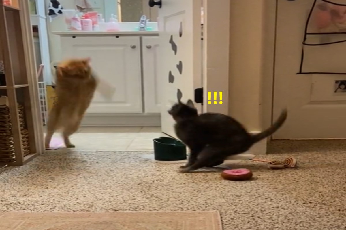 ▲灰貓想上前挑釁橘貓時，沒想到對方竟然使出「360度迴旋踢」！（圖／TikTok帳號peachandpumpky）