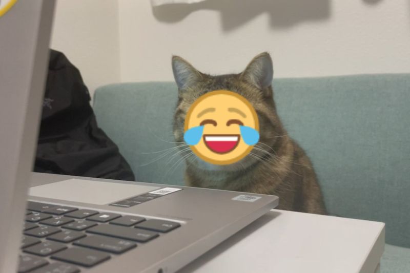▲日本一隻貓咪代替奴才開線上會議，卻一臉嚴肅。（圖／推特帳號MiniraDiary）