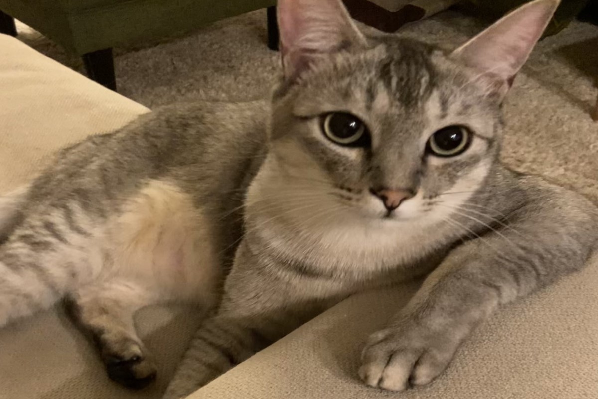 ▲日本一名飼主突然看見自家貓咪一臉認真地看著自己，彷彿想要「聊一聊」！（圖／推特帳號lenomano）