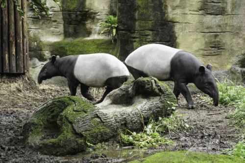 ▲貘豆（左）：希望我長大後，動物園也能幫我找到合適的伴侶。貘芳（右）：一定會的，不用擔心啦。（圖／台北市立動物園提供）