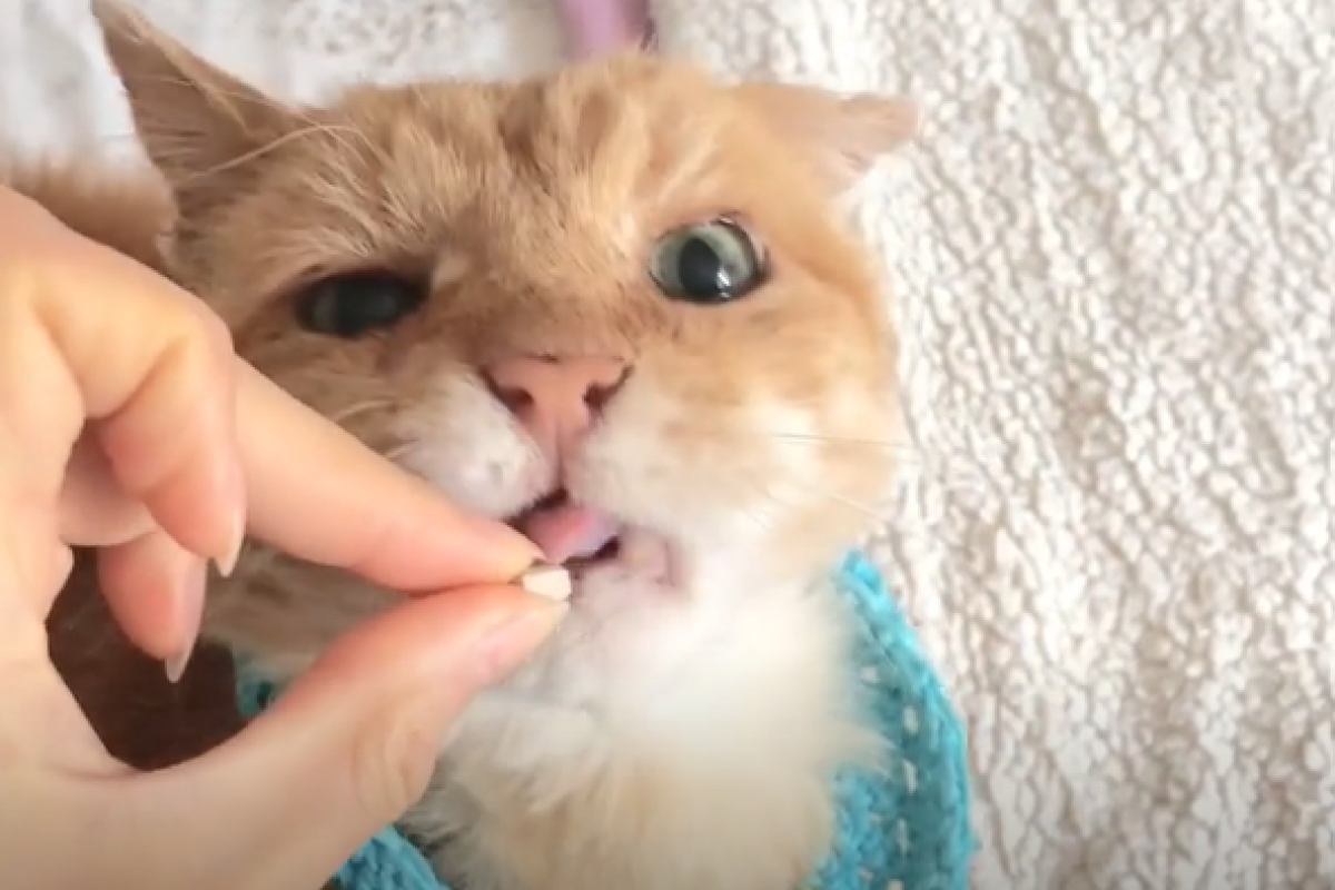 ▲貪食橘貓連吃藥都愛，牠衝刺上壘嘴開開：「快點給我」。（圖／Instagram：mikey_mike_the_cat） 