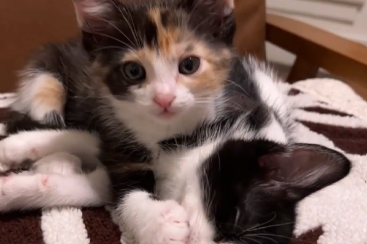 ▲三花奶貓幫熟睡中的同伴洗臉臉，畫面超融化。（圖／Instagram：herehaveakitten） 