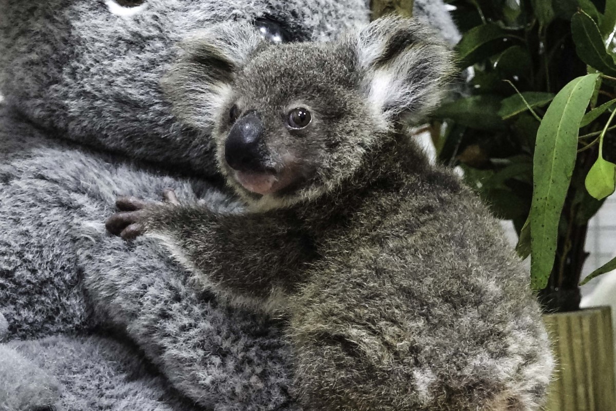 ▲小無尾熊Grace膽超大，初入新環境毫不畏懼，一進去就開始嗑飯。（圖／臺北市立動物園授權提供） 