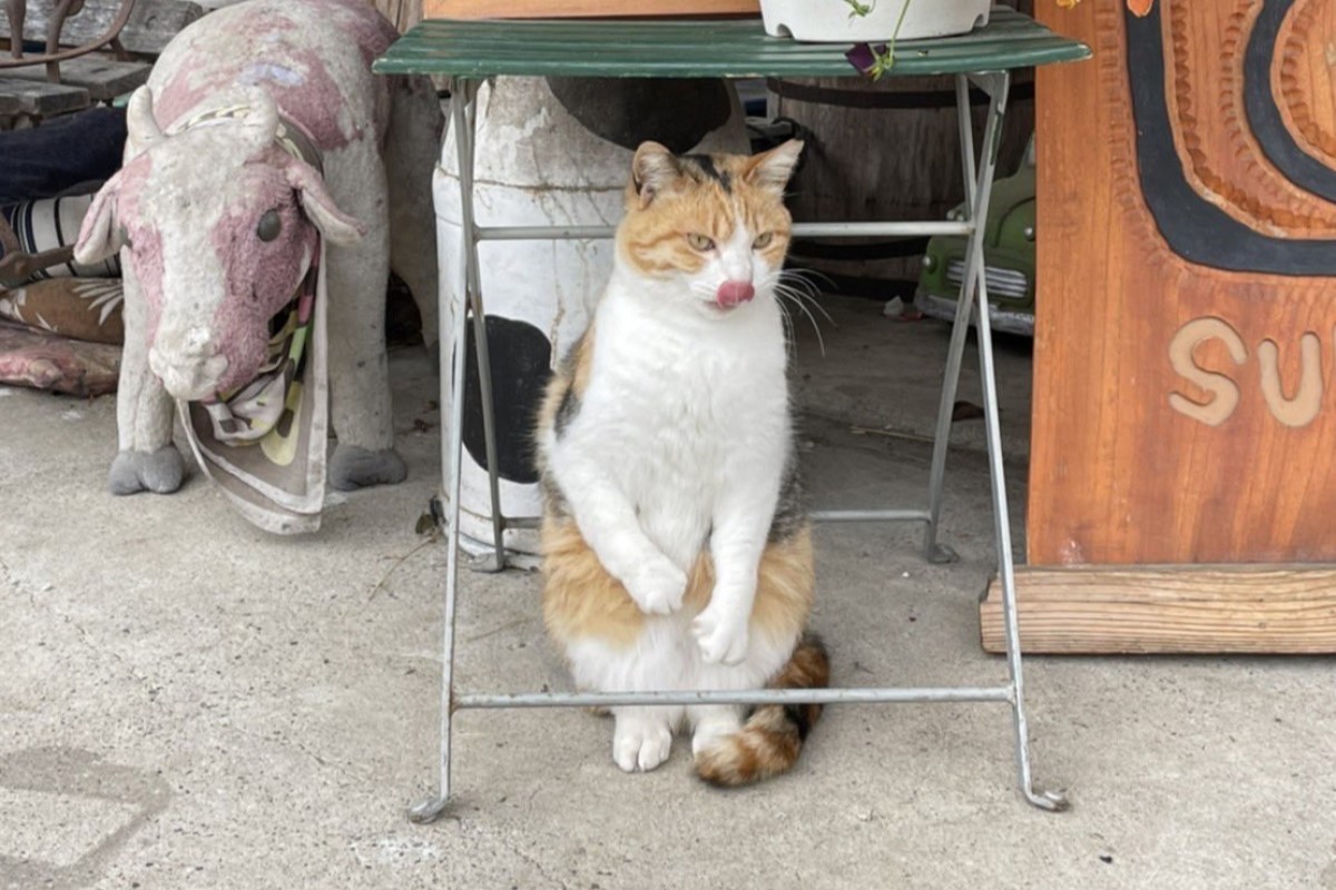 ▲直擊三花貓貓生最糗一瞬間，牠當場傻住手嚇直：「好痛！」（圖／Twitter：ohgoodraiding） 