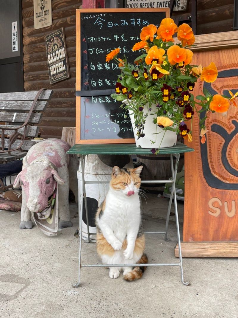 直擊三花貓 最糗一瞬間 牠當場傻住手嚇直 好痛 Beanfun