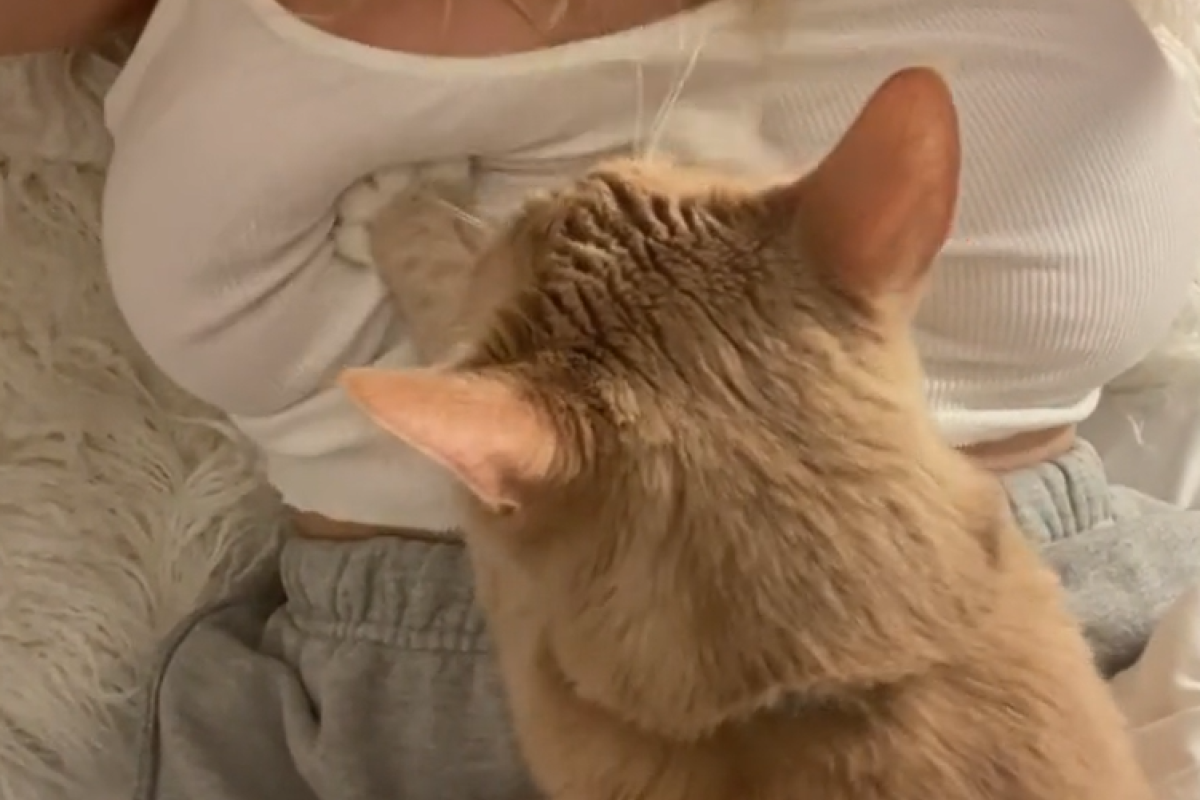 ▲橘貓把主人胸部當麵團，雙手狂揉：「媽媽的ㄋㄟㄋㄟ讚！」（圖／TiKTok：stevilou）
