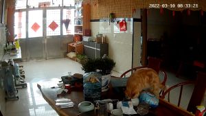 橘貓趁著主人不在家,偷吃餐桌上的食物。(圖/AP美聯社/Viralpress) ▲橘貓趁著主人不在家,偷吃餐桌上的食物。(圖/AP美聯社/Viralpress)