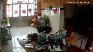 橘貓驚覺頭被卡住,不斷甩頭掙脫。(圖/AP美聯社/Viralpress) ▲橘貓驚覺頭被卡住,不斷甩頭掙脫。(圖/AP美聯社/Viralpress)