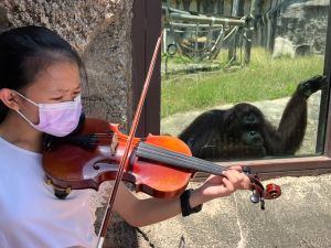 ▲紅毛猩猩咪咪聽小提琴演奏。（圖／高市府觀光局提供）
