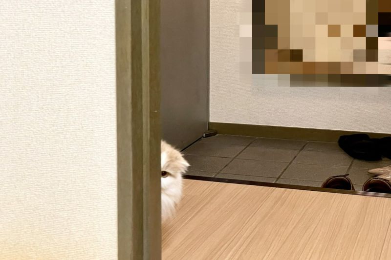 ▲日本一隻貓咪躲在牆角看飼主，殊不知早就被發現了。（圖／推特帳號Rie_h_）