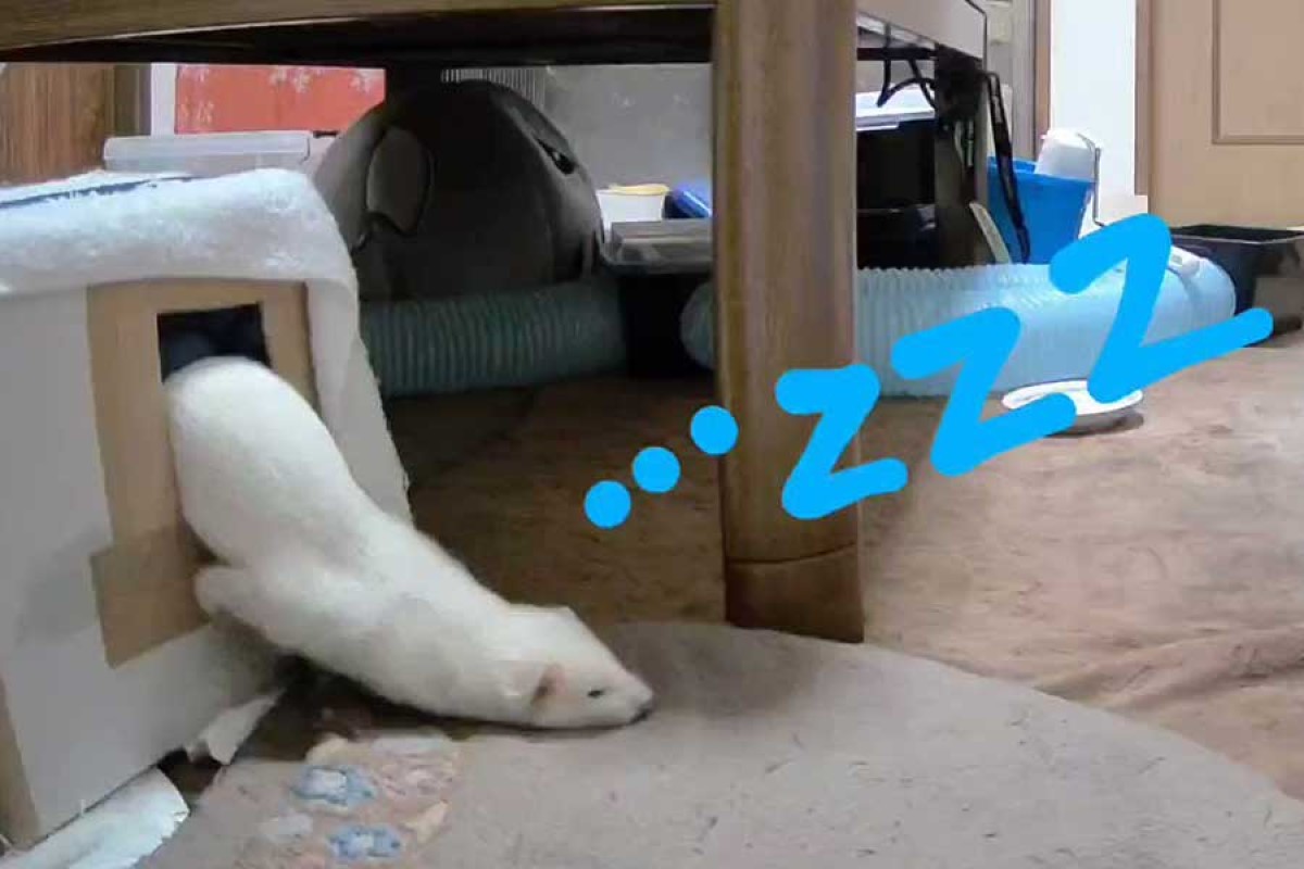 ▲一隻雪貂睡到一半從紙箱裡「流出來」！（圖／推特帳號5RGqDpCgJqFjWDH）