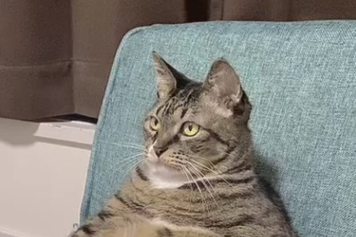 ▲日本一隻虎斑貓挺著大肚腩坐在椅子上看電視。（圖／推特帳號hahanekomei）