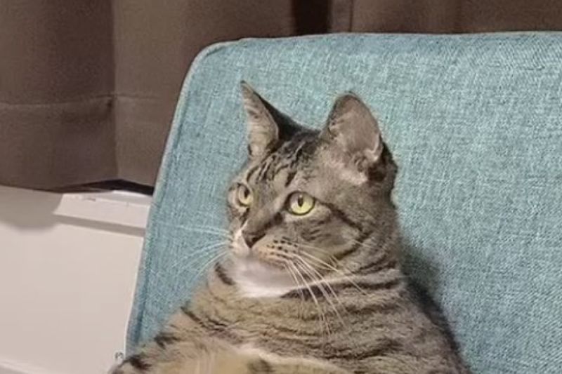 ▲日本一隻虎斑貓挺著大肚腩坐在椅子上看電視。（圖／推特帳號hahanekomei）