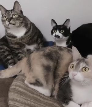 ▲飼主家養了3隻貓咪，其中最年長的虎斑貓「小美（左）」是這次的主角。（圖／推特帳號hahanekomei）