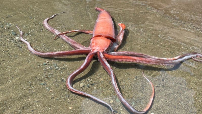 ▲日本海岸發現來自深海的大王魷魚，嚇壞不少網友，紛紛認為是大地震要來的前兆。（圖／小濱市觀光協會推特）