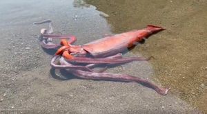 ▲日本發現來自深海的大王魷魚，出現在岸邊。（圖／小濱市觀光協會推特）