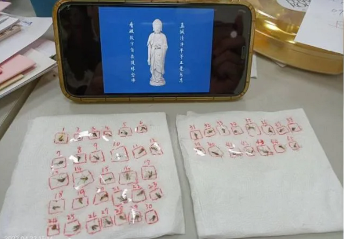 ▲有功力高強的民眾用手就滅殺「103隻」蚊子，更製作「塔位」放佛經超渡這些生命。（圖／翻攝《爆廢公社二館》）