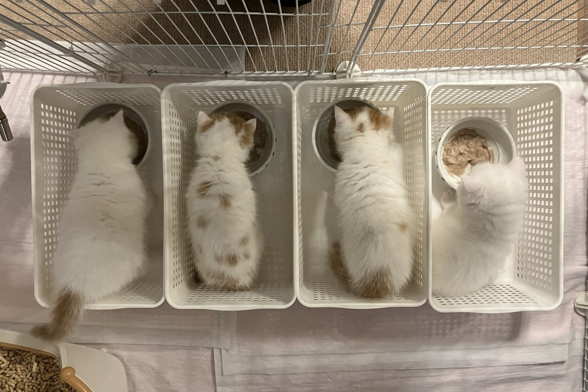 ▲小奶貓們吃飯將地板弄地全面失控，飼主學習一蘭拉麵的分隔吃法，瞬間變得乾淨整齊。（圖／Twitter：miikomaple）
