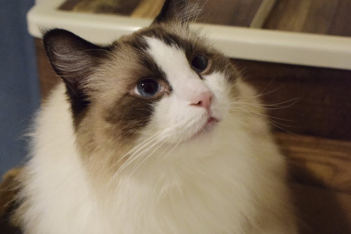 ▲收養了從咖啡廳退役的貓咪，眾人皆讚：「人真好」，他卻一句神回應讓全場爆笑。（圖／Twitter：camilleraku） 