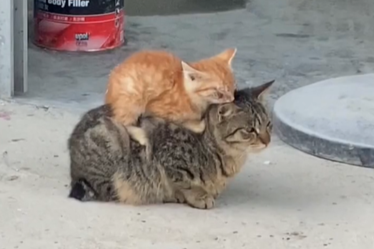 ▲一起疊喵喵，小奶橘趴在虎斑貓後背，撒嬌畫面超療癒。（圖／抖音：就叫小王八） 