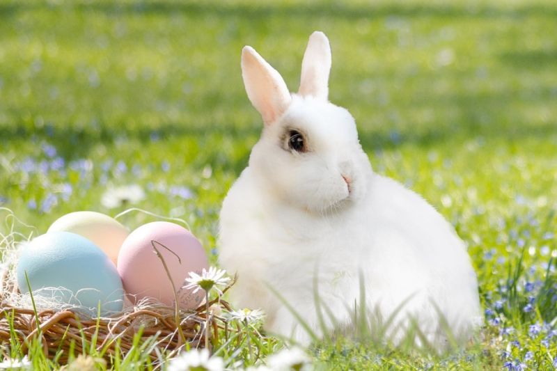 ▲日本一名網友搞笑發現其實小白兔是「卵生」動物。（示意圖，非當事人／取自pixabay）