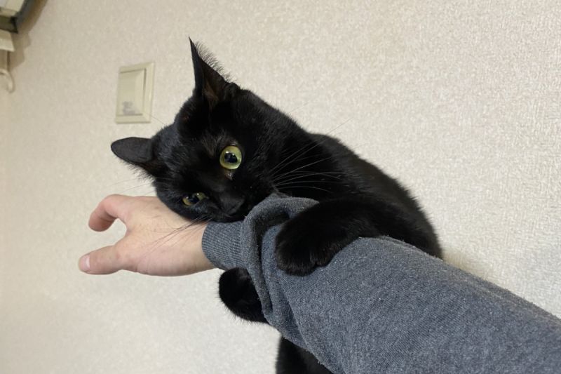 ▲日本一名飼主想要摸摸黑貓，卻被牠咬袖口「抱緊處理」。（圖／推特帳號gonzui_cat）