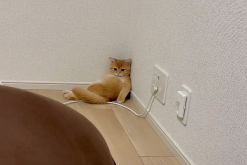 ▲日本一名飼主看見自家貓咪懶散地在角落「充電」。（圖／TikTok帳號unikan_1829）