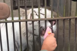 無法抗拒的誘惑!大貓也愛肉泥 你推我擠:多給一點啦 ▲白老虎大口大口舔著肉泥,相當陶醉。(圖/YT帳號futabaNET【公式】)