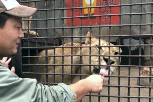 無法抗拒的誘惑!大貓也愛肉泥 你推我擠:多給一點啦 ▲這頭母獅則是優雅地慢慢吃著。(圖/YT帳號futabaNET【公式】)