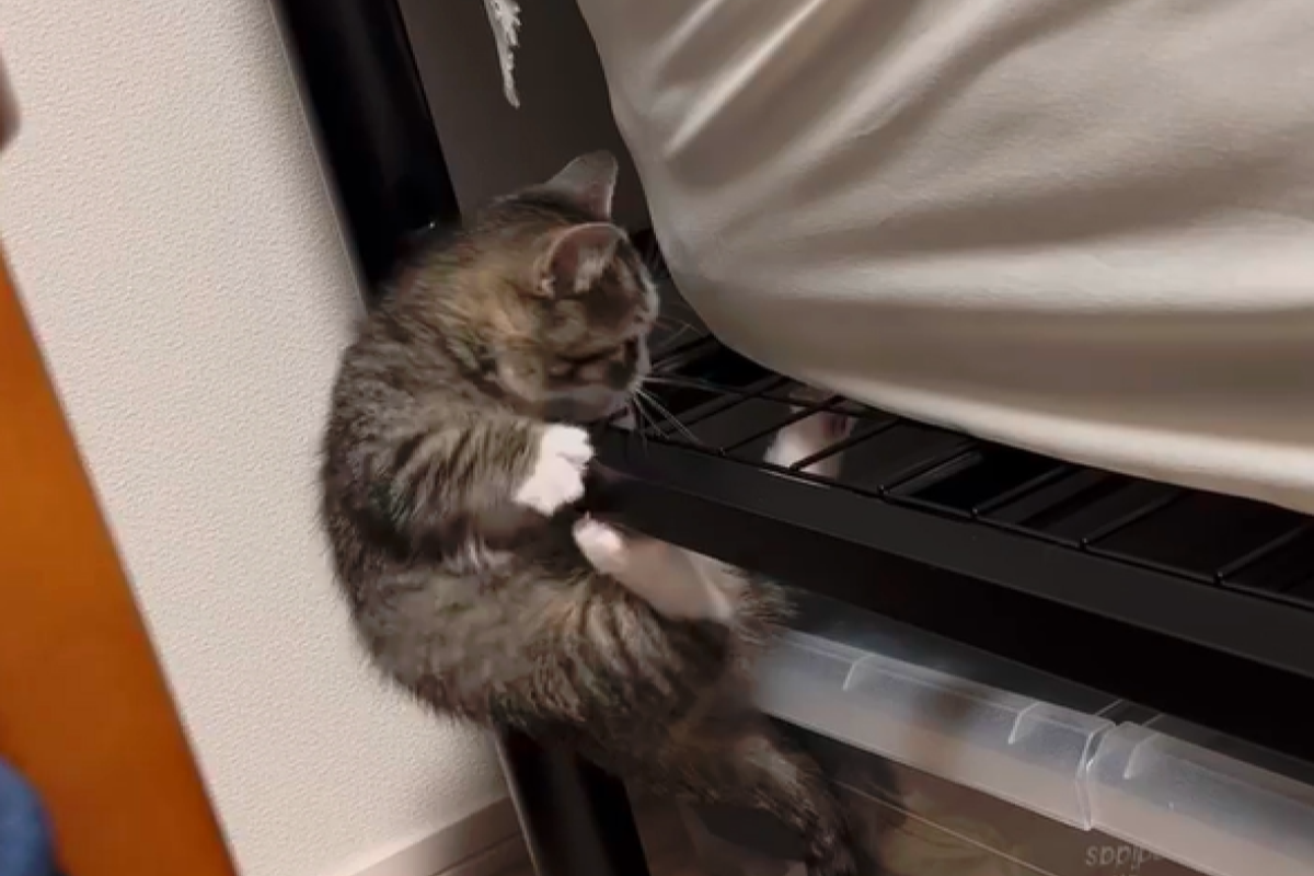 ▲小短腿奶貓爬床就像爬山，腳丫懸空狂撈：「一定要成功！」（圖／Instagram：uzura_nikki） 