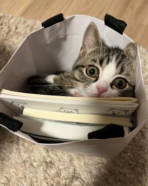 ▲世上有不愛鑽袋子的貓嗎？（圖／Instagram：uzura_nikki） 